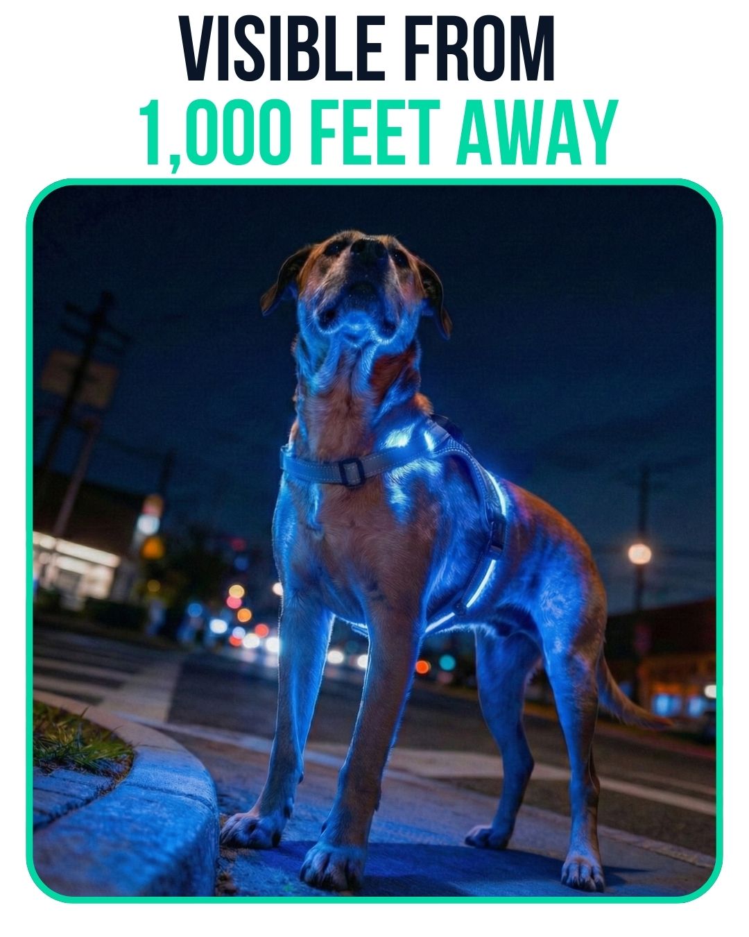 Harnies | Time for dogs to shine