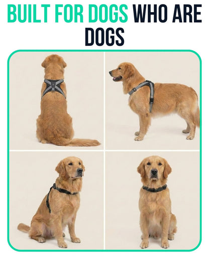 Harnies | Time for dogs to shine