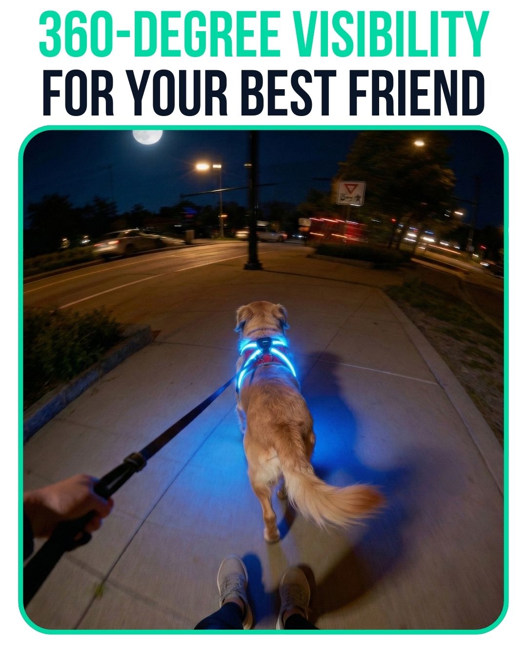 Harnies | Time for dogs to shine