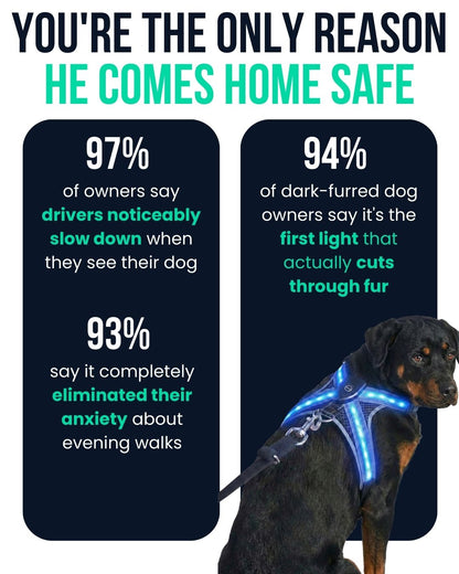 Harnies | Time for dogs to shine