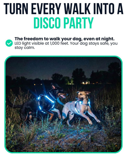 Harnies | Time for dogs to shine