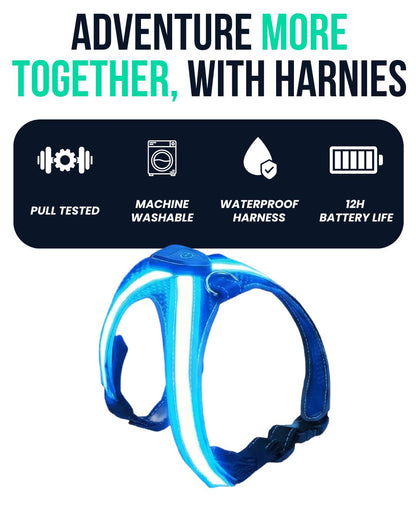 Harnies | Time for dogs to shine